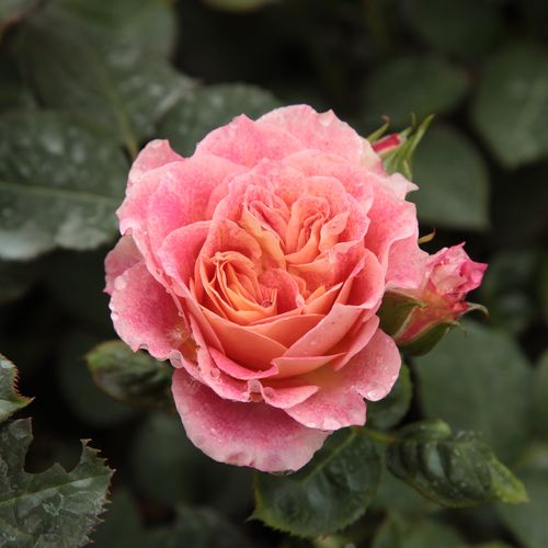 Rosen Online Kaufen - Rot-Gelb - floribunda-grandiflora rosen  - duftlos - Rosa Michelle Bedrossian™ - Dominique Massad - Ihre Blütenfarbe ändert sich durchgehend während des Blühens von Rot über Gelb bis Rosa.
